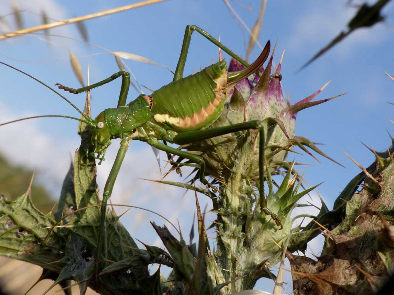 Uromenus brevicollis